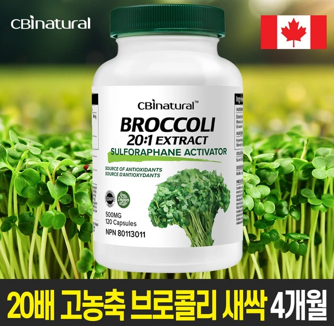 20배 고농축 브로콜리 새싹 500mg 120야채캡슐 설포라판 생성 브로콜리새싹 /캐나다 생산 직발송/캐나다 식약청 GMP NPN인증, 1개, 120정 - 쿠팡