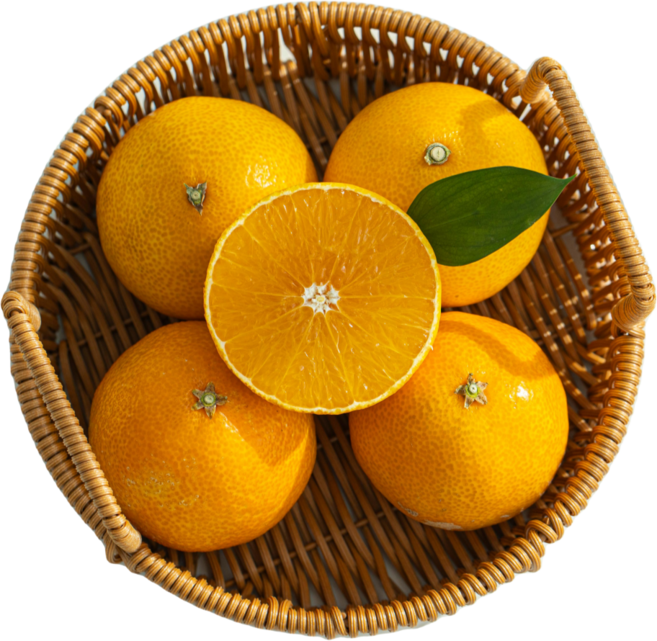 프리미엄 제주 황금향 추석선물세트 당일발송, 1세트, 5kg