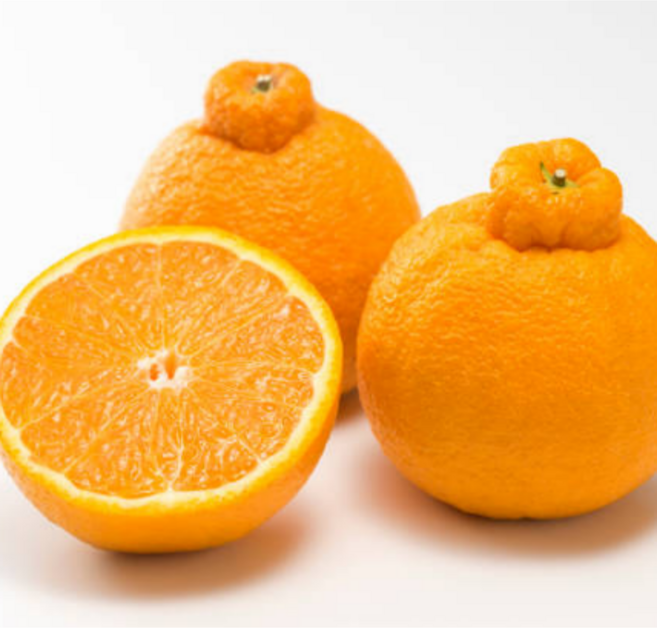 [굿피플] 한라봉 제주한라봉 할라봉 귤 과일, 1개, 가정용 한라봉 2kg 랜덤과