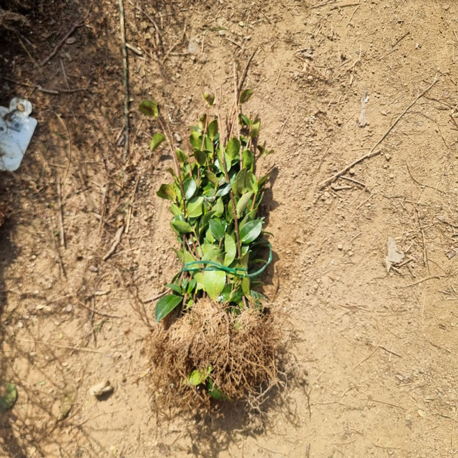 착한가격 나무생각 / 애기동백나무 / 삽목2년 / 1등묘, 1개, 애기동백