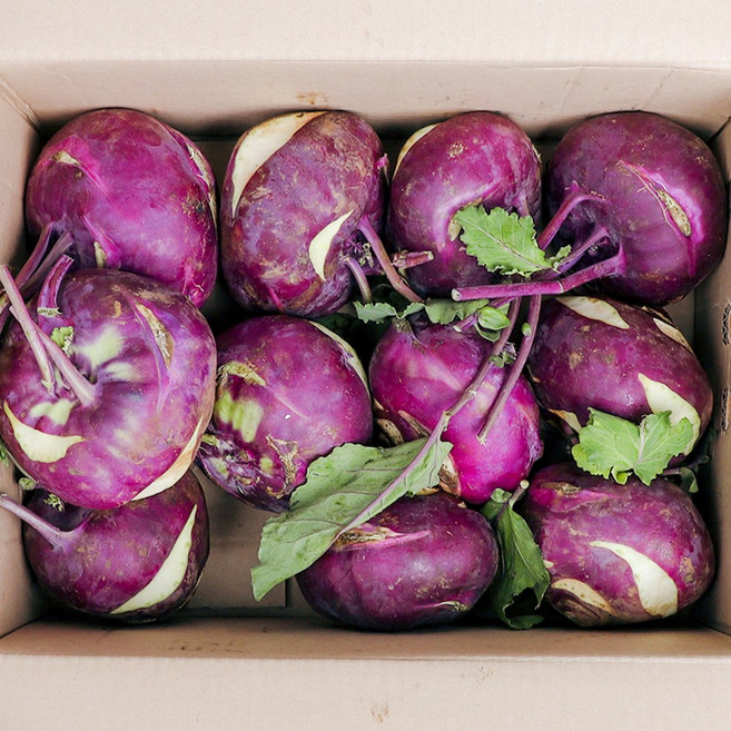 달쿵 국내산 콜라비 아삭아삭 제주도 콜라비, 1박스, 10kg