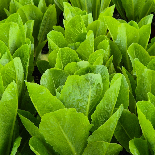 국내산 로메인 당일수확 로메인상추 청 상추 쌈채소 Romaine, 500g, 1박스