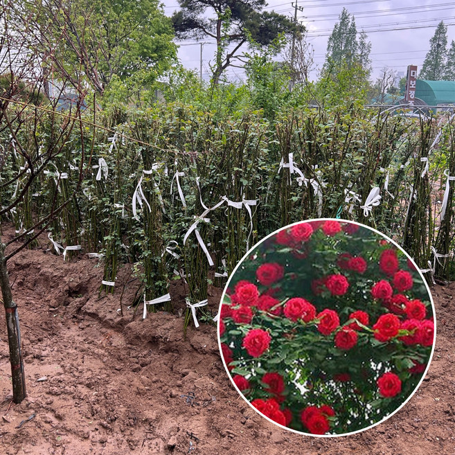 줄장미 묘목 사계장미 넝쿨장미 일반 장미 정원꾸미기, 빨강줄장미, 1개