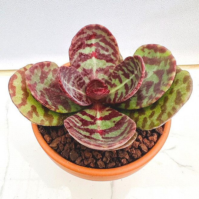 불사조 농장직송 산아래 다육이 생명력최고 키우기쉬운 공기정화 전자파차단 하월시아 다육 식물 선인장, 1개, 럭셔리