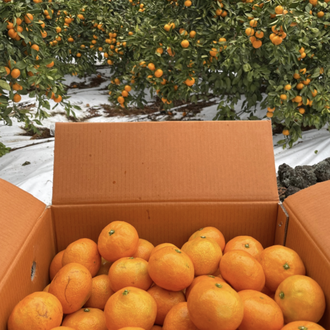 초록마루 제주 타이벡 감귤 중대과 당도보장 13 BRIX, 1박스, 3KG