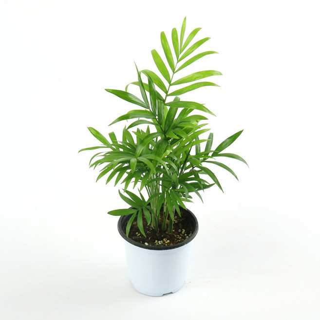 갑조네 테이블야자(소품) 실내식물 공기정화식물, 1개