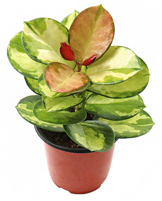 갑조네 호야리사(소품) 실내 인테리어 소품 공기정화식물, 4개