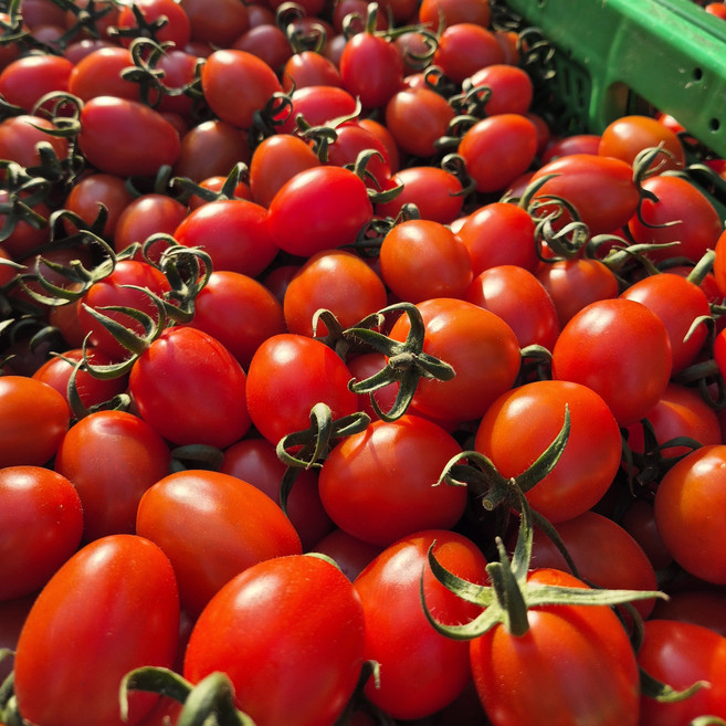 당일수확 산지직송 특상품 대추 방울 토마토 2kg, 1박스