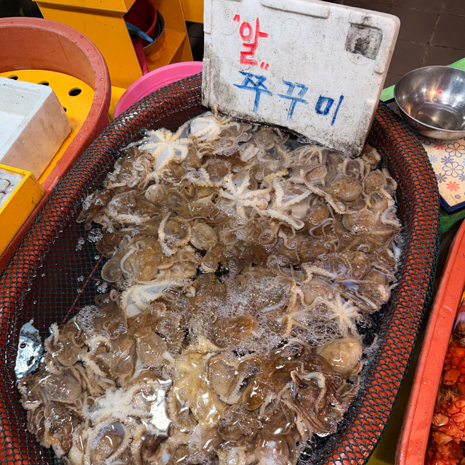 국산 알배기 활 쭈꾸미 당일경매 알수율보장 알쭈꾸미, 1개, 1kg