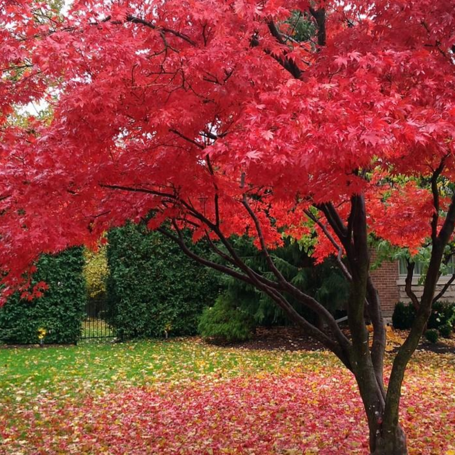 청단풍 1.5m 2m이상 4년생 단풍나무 정원수, 2m(4년생), 1개