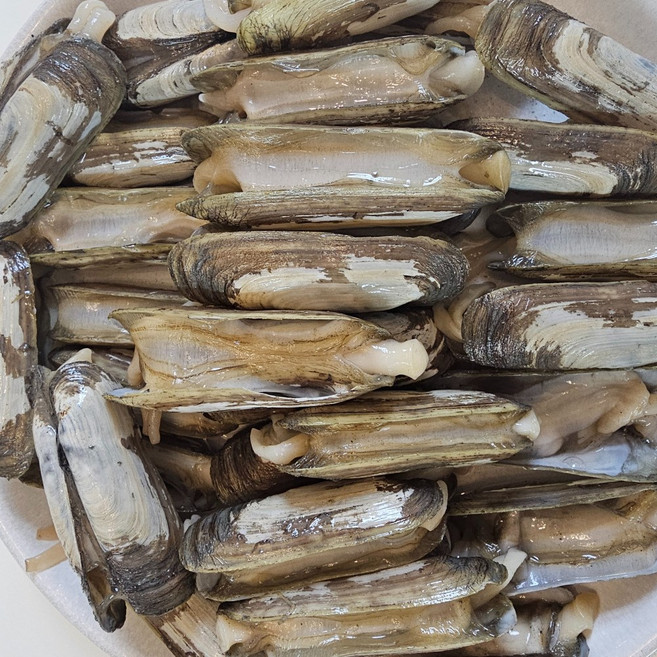 더맛곳간 국산 생물 가리 맛조개 순천 자연산, 1개, 1kg