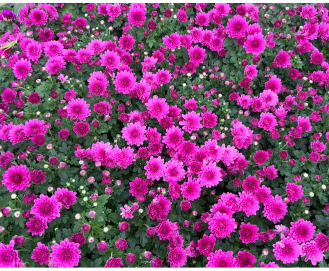 [도드람산식물원] 월동가능한 국화의 계절 가을무드 노지월동식물 야외조경, 6개, 분홍