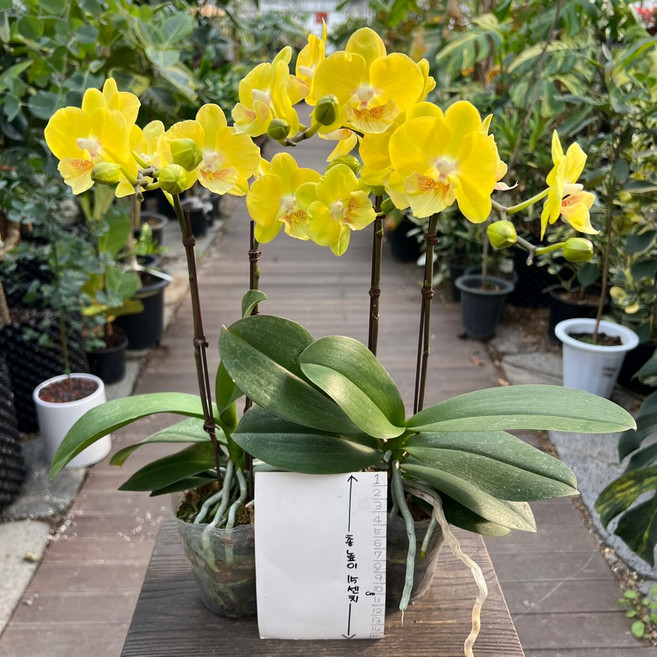망고호접란 1+1 쌍대 노란꽃 실내화초 장기개화 올플랜츠, 1세트