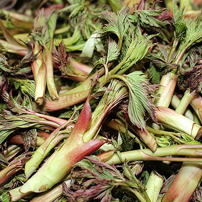 강원도 정선 민둥산 해발 1118고지 고랭지 야생 눈개승마 [산지직송], 2kg, 1박스