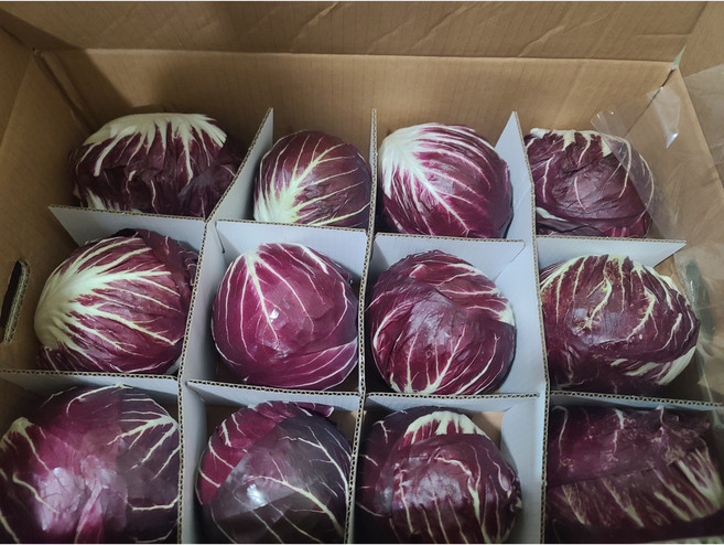 국산 라디치오 1박스 12통 (5-6k), 12개, 500g
