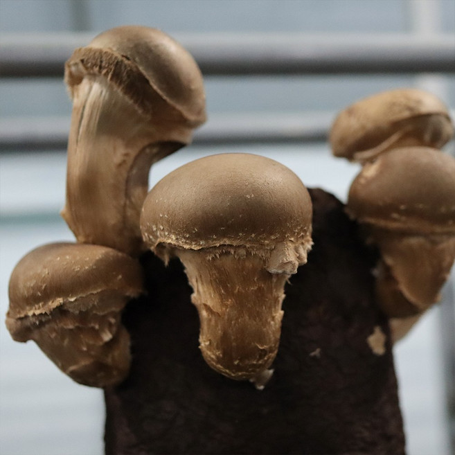 dbfresh 참송이버섯 1kg 생산자 산지직송, 1개, 04.참송이버섯 [장아찌] 1kg