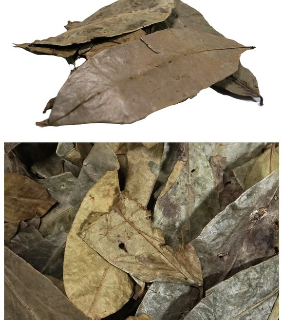 그라비올라/인도네시아산 8kg, 1개