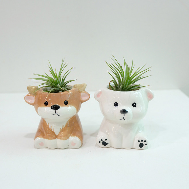 벌레 걱정 없는 이오난사 + 귀여운 동물 미니화분 2종세트 공기정화식물 개업 승진 축하화분, 펭귄, 북극곰