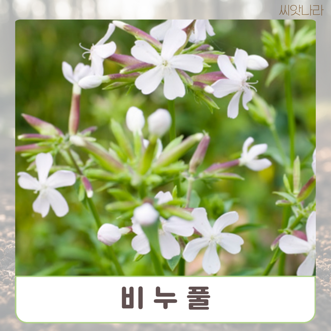 다년생 샤포닌 비누풀 20립 희귀 꽃씨 야생화 나라 씨앗 pur+9544Vk