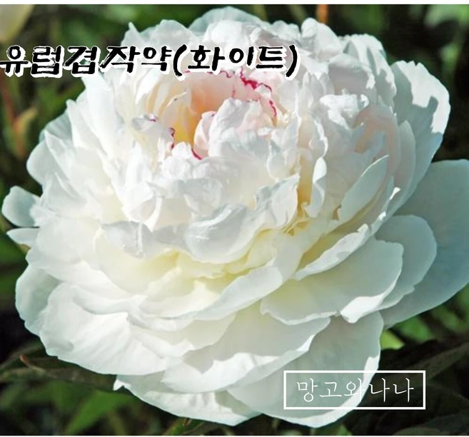 유럽겹작약숙근(화이트), 1개 - 쿠팡