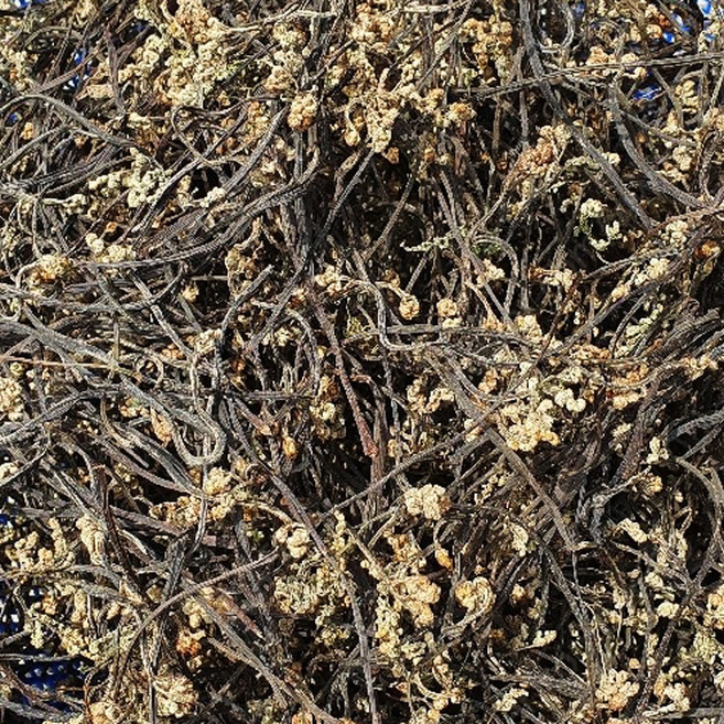 제주직송 자연산 햇 건조고사리 제주 고사리 600g, 1개