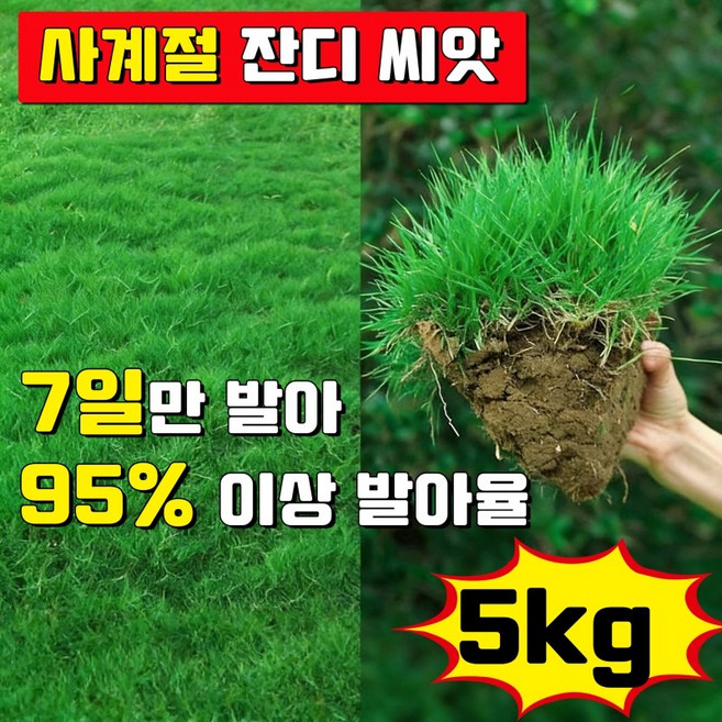 7일 발아 잔디 씨앗 사계절 잔디 씨앗 산소용 정원잔디 씨앗 한국잔디 씨앗 발아율 99%이상 사은품 랜덤 증정, 5kg, 1개