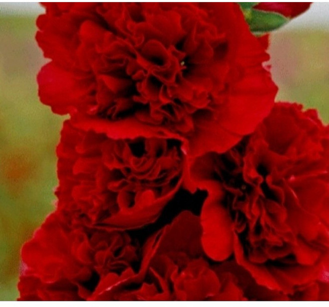 새롬이네정원 접시꽃-스칼렛겹 야생화, 1개