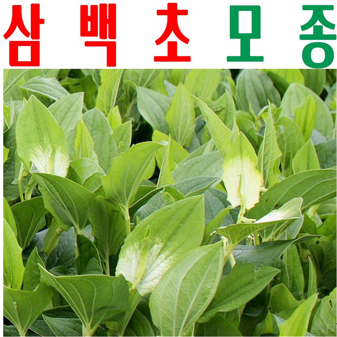 삼백초모종/ 삼백초종묘/ 벙거지나물모종/ 미산약초농장, 삼백초모종(20포기) x1세트, 1개