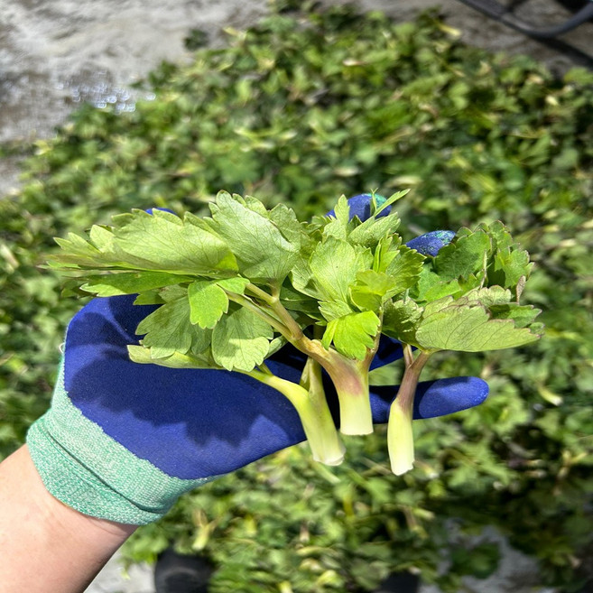 희망농산 해풍 맞고 자란 여수 금오도 방풍나물, 1박스, 1kg