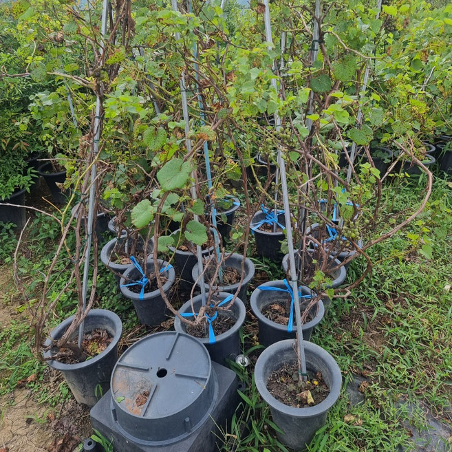 착한가격 나무생각 / 개량머루 / 1.5~1.7m, 1개