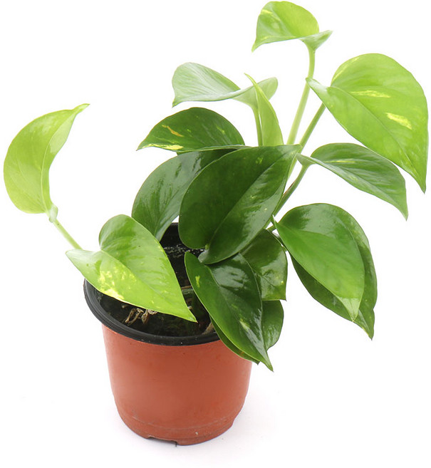 갑조네 스킨답서스 실내 인테리어 소품 공기정화식물 스킨 다비스, 20개, 단일