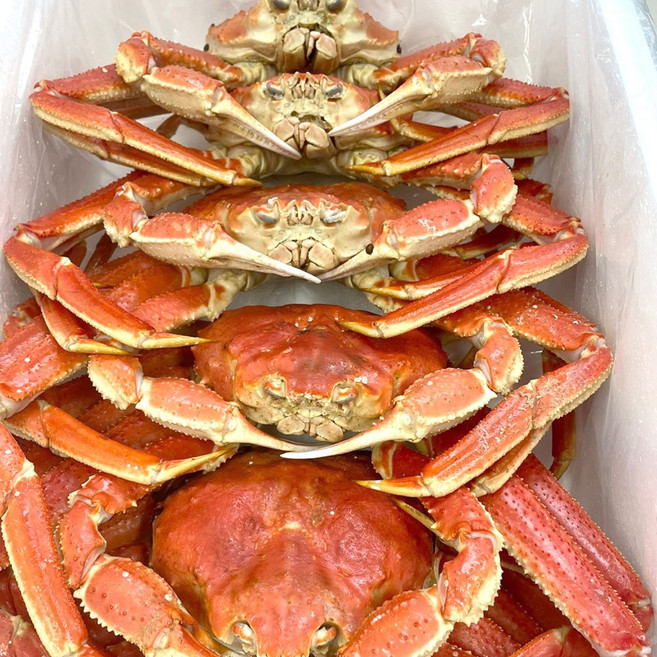 [싼크랩] 스노우크랩 러시아대게 박달자숙대게 살이 꽉찬 1마리1kg. 2마리 2kg, 1박스, 5kg(6마리)