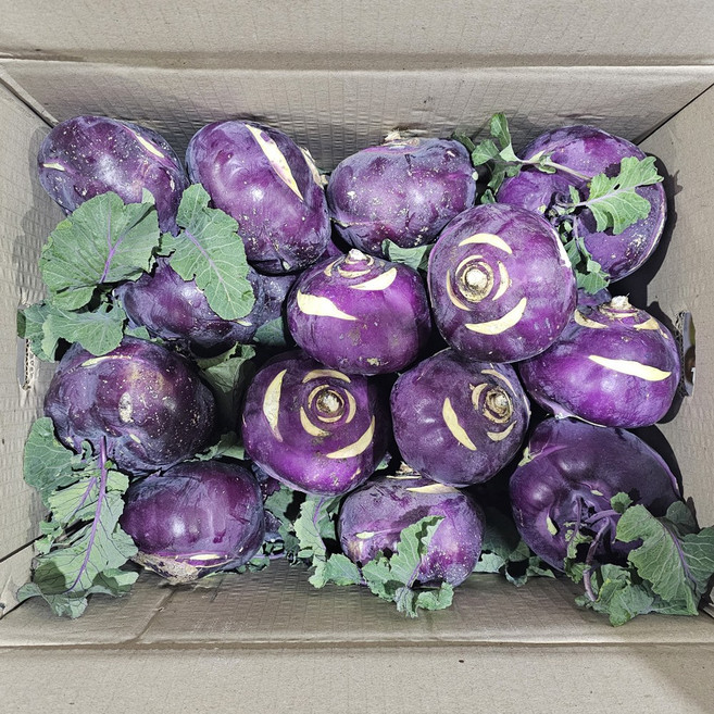 클릭마켓 햇 제주 콜라비 보라색 무 무우, 1박스, 10kg