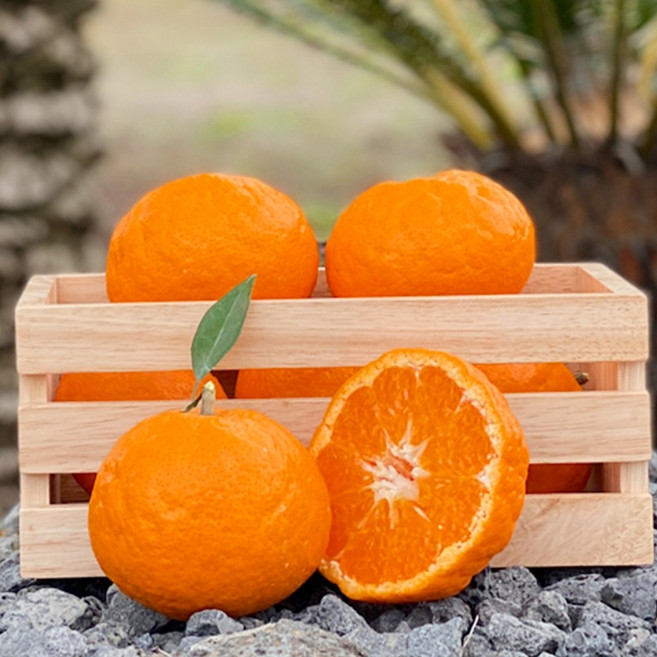 제주 카라향 과즙 가득 고당도 프리미엄 만감류 봄 제철 감귤, 1박스, 카라향 / 중소과 / 2kg