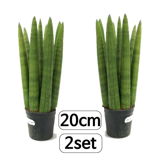 트리앤 1+1 스투키20cm/ 스투키30cm 스투키40cm 스투키50cm 본쉘 스투키 금전수 보석금전수 공기정화식물, 01. 1+1 일자형 20cm 7촉이상 1개, 1개