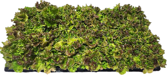 리틀플랜트 꽃상추 모종 100개