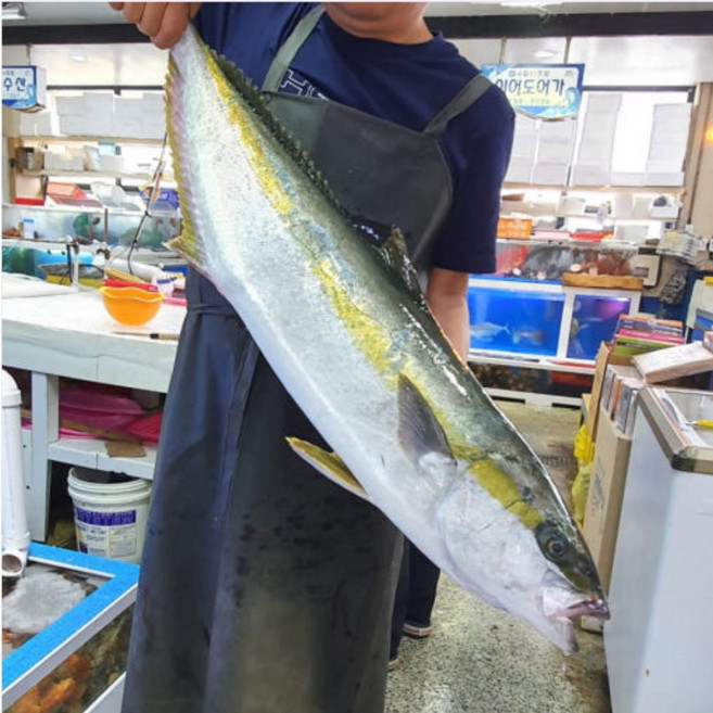 [도착일지정가능] 제철 제주 방어 대방어 특대방어 필렛, 1개, 제주대방어 7Kg 한마리