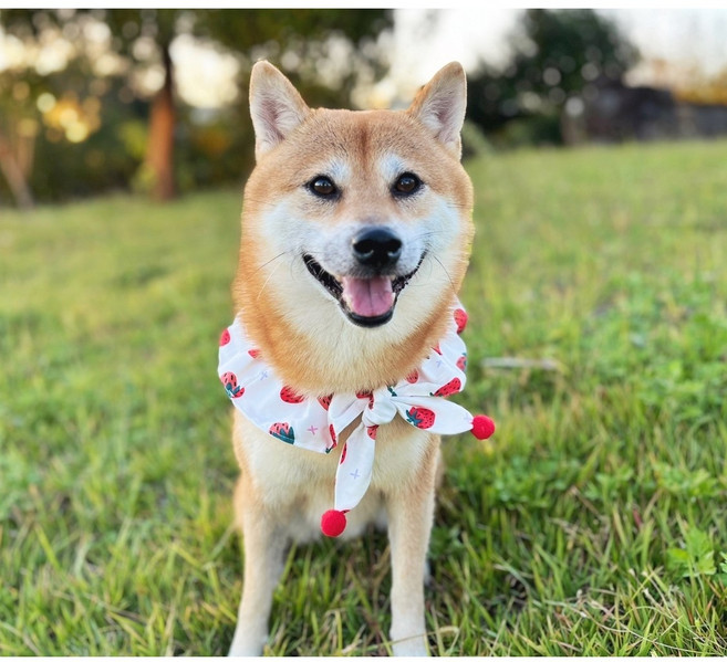 엘유엔 강아지케이프 애견스카프 대형견 중형견 리본 밴딩케이프, 1개, 딸기 케이프