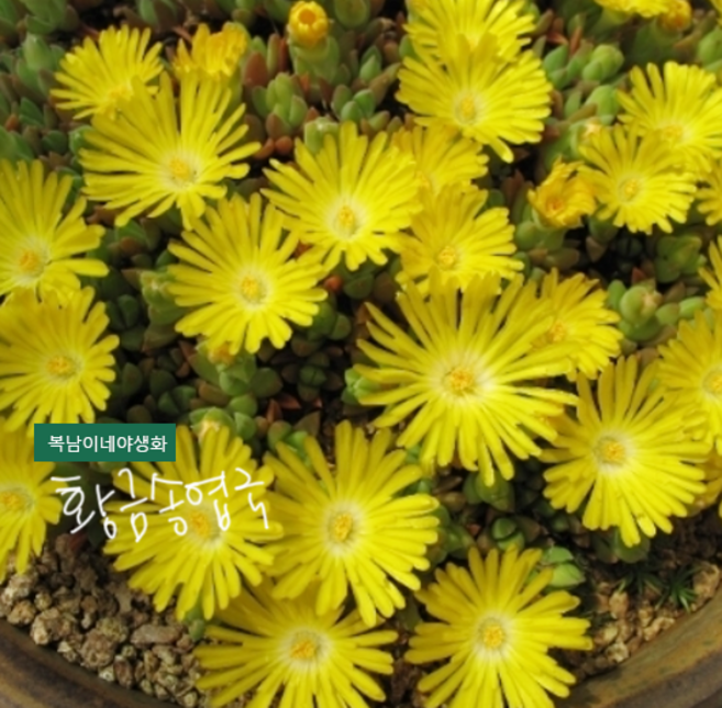 황금송엽국 골드너겟 [4개 복남이네야생화 모종 세덤 바위솔 노지월동 다육식물], 4개