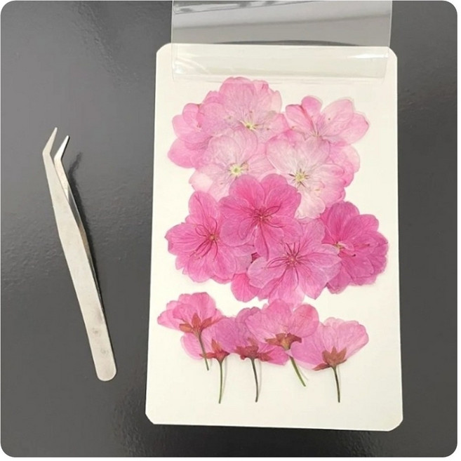 벚꽃 압화꽃 핀셋 세트 책갈피 압화 액자 만들기 5p, 벚꽃압화1매+핀셋(5세트)
