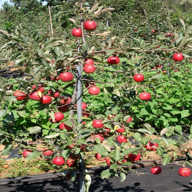 [가산원예조경] 미니사과(알프스오토메) 180cm*R2~3, 1개