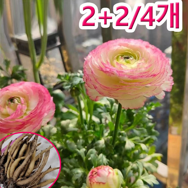 7위 - 2+2네덜란드 수입 라넌큘러스 구근 사계절 개화, 4개, 가터닝