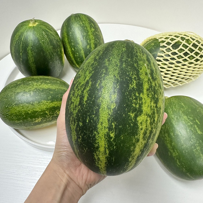 고령 성산 파파야 메론 산지직송 고당도 멜론 개구리참외 2kg 양구 백자 하미과 메론