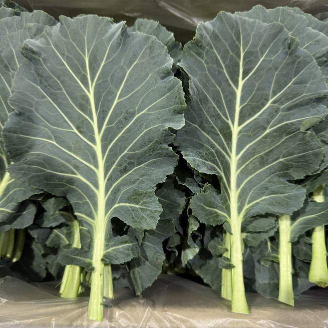 [신선보장]농진사 케일 쌈케일 국내산 특품 쌈채소, 1개, 2kg