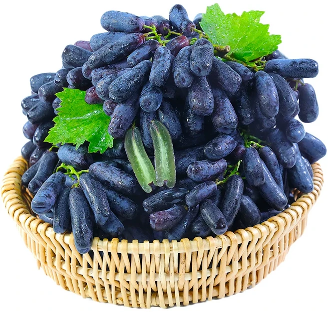 고당도 블랙사파이어 포도 씨없는포도, 1박스, 0.5kg