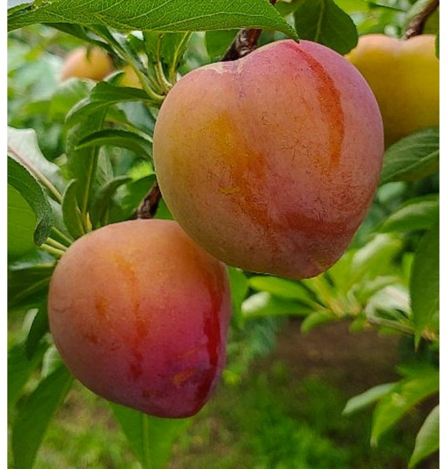 [나무의신 나무몰] 자두나무 왕자두 나무 묘목 4년생 결실주 유실수 분묘(대), 3년생, 1개