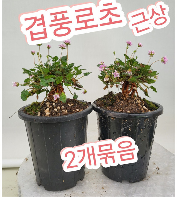 겹풍로초 근상 2개묶음/풍노초 근상으로 키워보세요