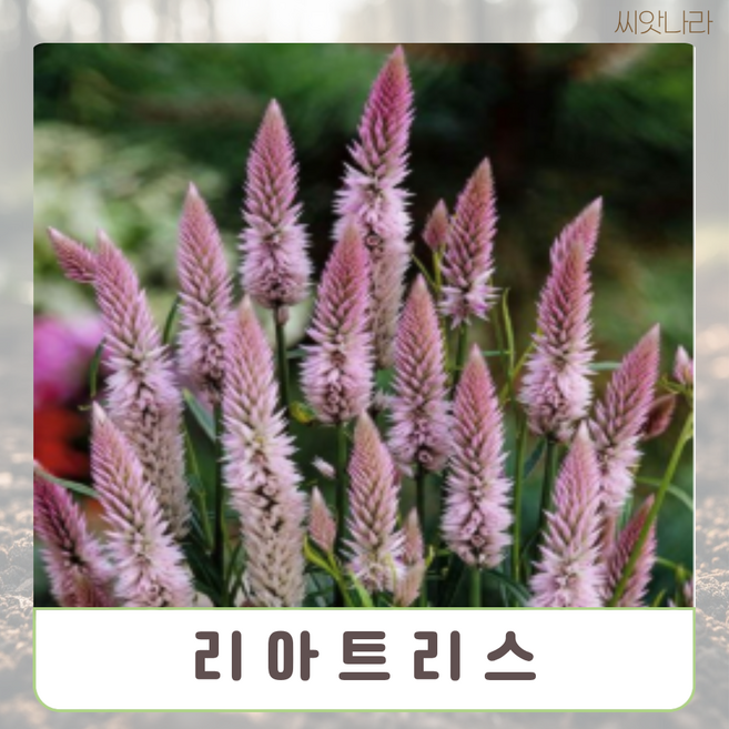 리아트리스 씨앗 10 립 야생화 나라 희귀 꽃씨 pur+28581VW
