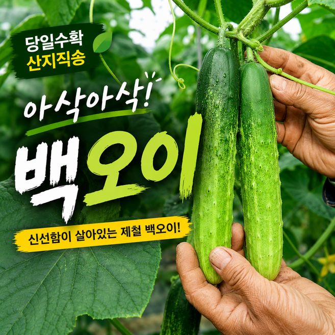 [30년 장인] 백 오이 산지 농장 직송 백다다기 수확, 1박스, 2kg(10개 내외)