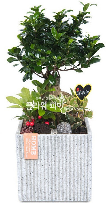 플라워피아 개업화분 집들이 승진 취임선물 공기정화식물 관엽식물 축하 인테리어, 1개, 인삼벤자민(테이블용-고급형)